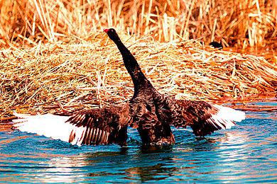 微星Claw掌机详细规格公布 699美元起今年上半年出货