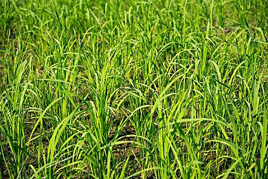 Windows 11 24H2放弃支持8＆9＆10代酷睿CPU 但不影响DIY用户